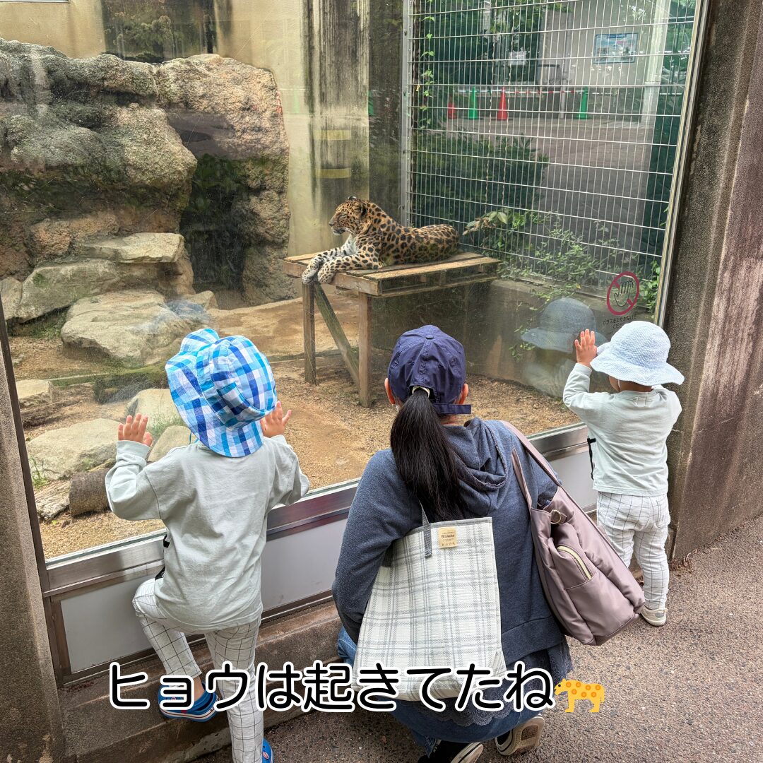 神戸王子動物園 ヒョウ舎 家族で見学中